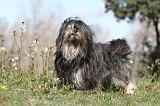 LHASSA APSO 045